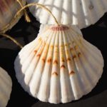 Die Muschel ist das Kennzeichen der Jakobspilger und wurde im Mittelalter auf dem Nachhauseweg getragen.